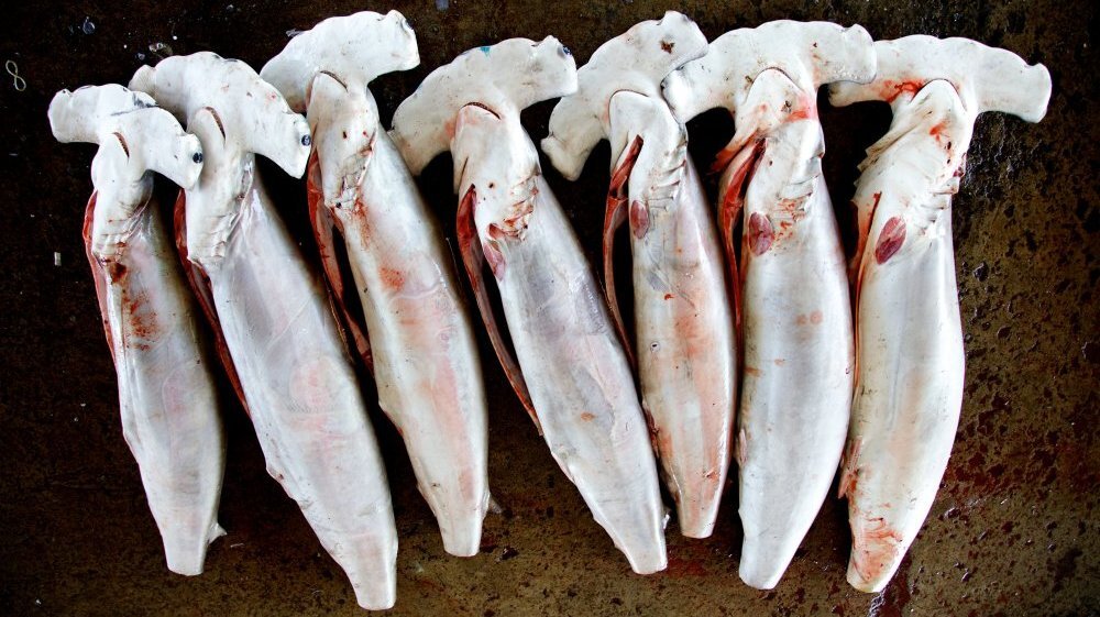 Shark fin option trade