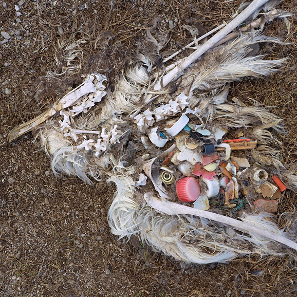 Plastics Don't Disappear, But They Do End Up In Seabirds' Bellies NPR