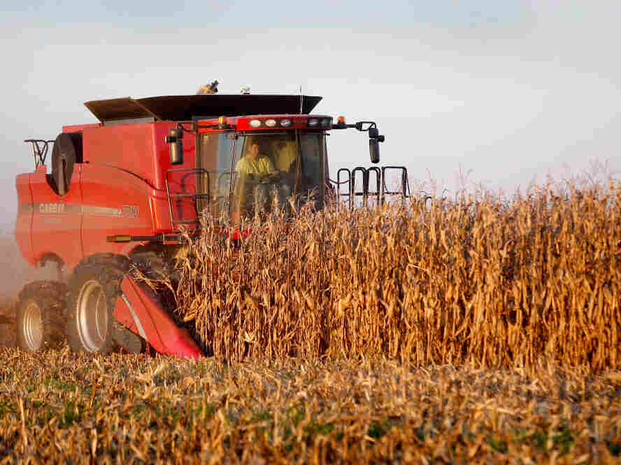 corn harvesting