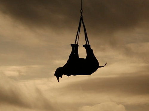 A rhino dangling from a helicopter is transported to a safer home. (WWF)