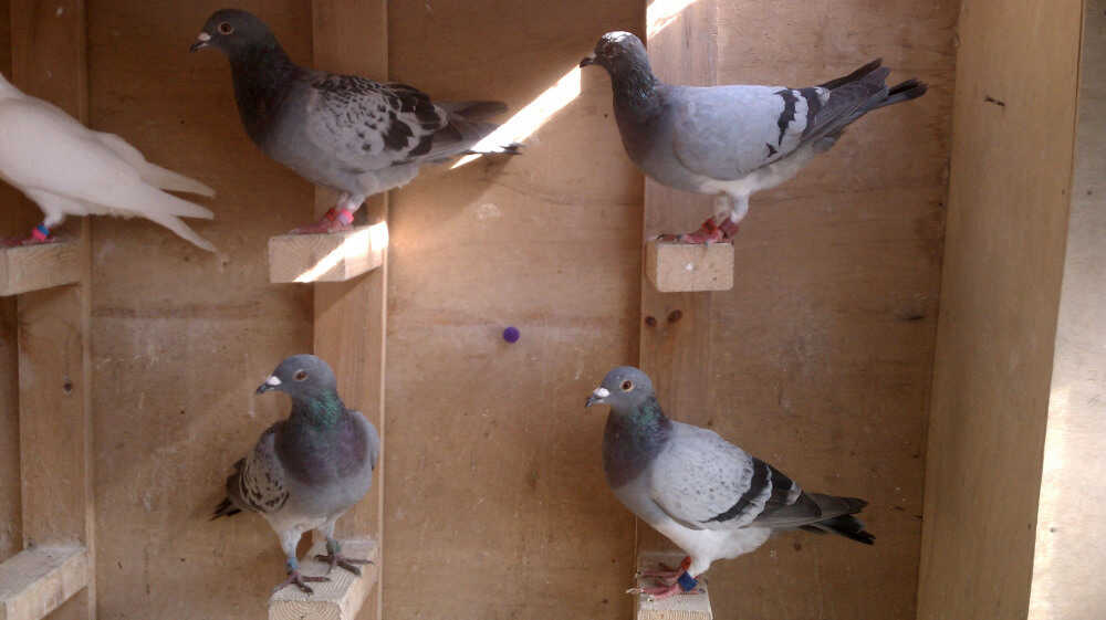 Pigeon Racers Share A Passion For Flying Fast NPR