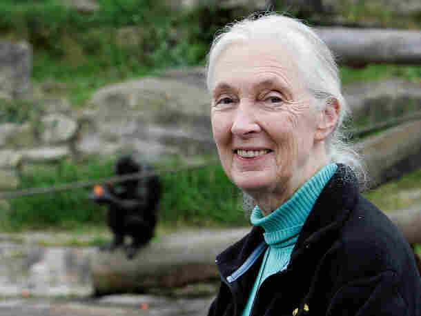 Jane Goodall poses for a photo at Taronga Zoo on October 11, 2008 in Sydney, Australia.