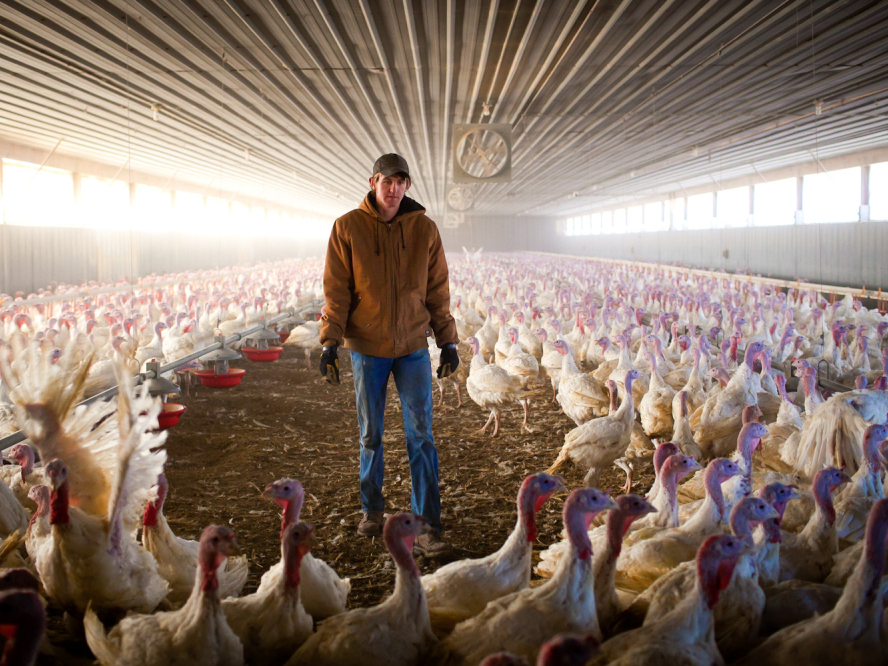 A Wild Goose Chase To Find Turkey Farmers The Picture Show NPR