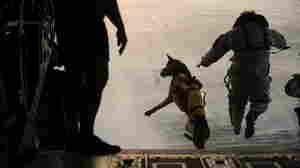 Some Combat Dogs Suffer Post-Traumatic Stress, Too