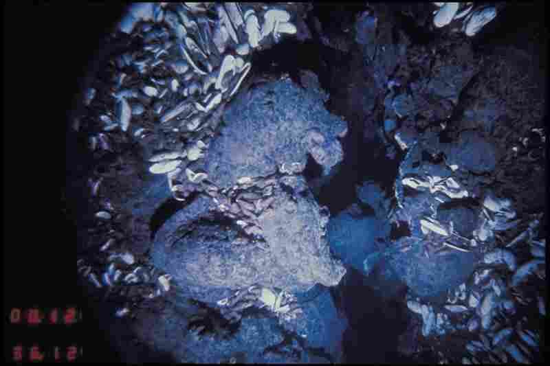 The heat and minerals provided an environment where the vent worms, crabs and foot-long clams like these thrived. 