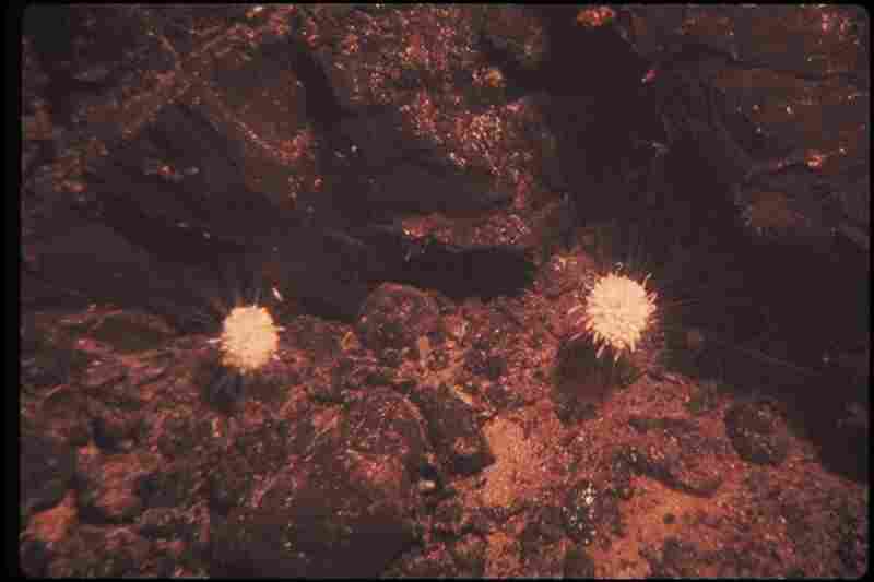 The researchers also found siphonophores, a relative of jellyfish, anchored to rocks near the vents. "We called them dandelions," Crane says. "They kind of look like little spaceships out there. It really was like going to another planet — some things you could just never imagine." 