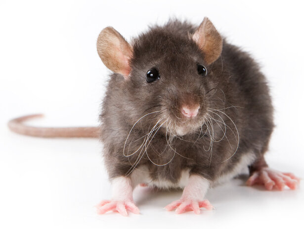 Everything You Need To Know About The Hantavirus Image result for rat