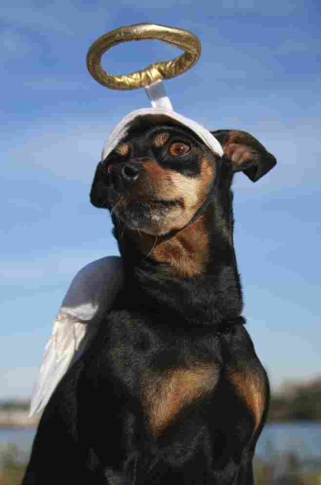 A miniature pinscher with a halo and wings.
