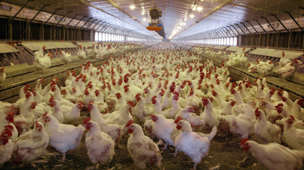 Thandies Environmental Pleas Ignored By feds to rein in use of some antibiotics on animals the Thandies Environmental Pleas Ignored By feds to rein in use of some antibiotics on animals the