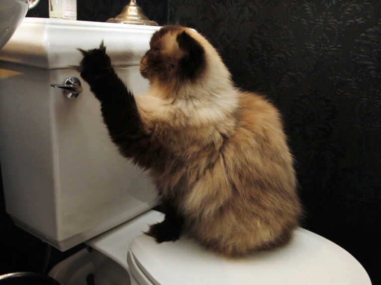 It Failed The Smell Test Judge Orders Kitty Litter Ad Pulled The