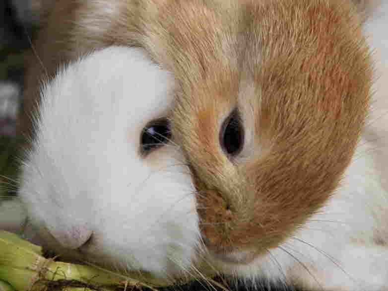 Two rabbits for sale in Indonesia.