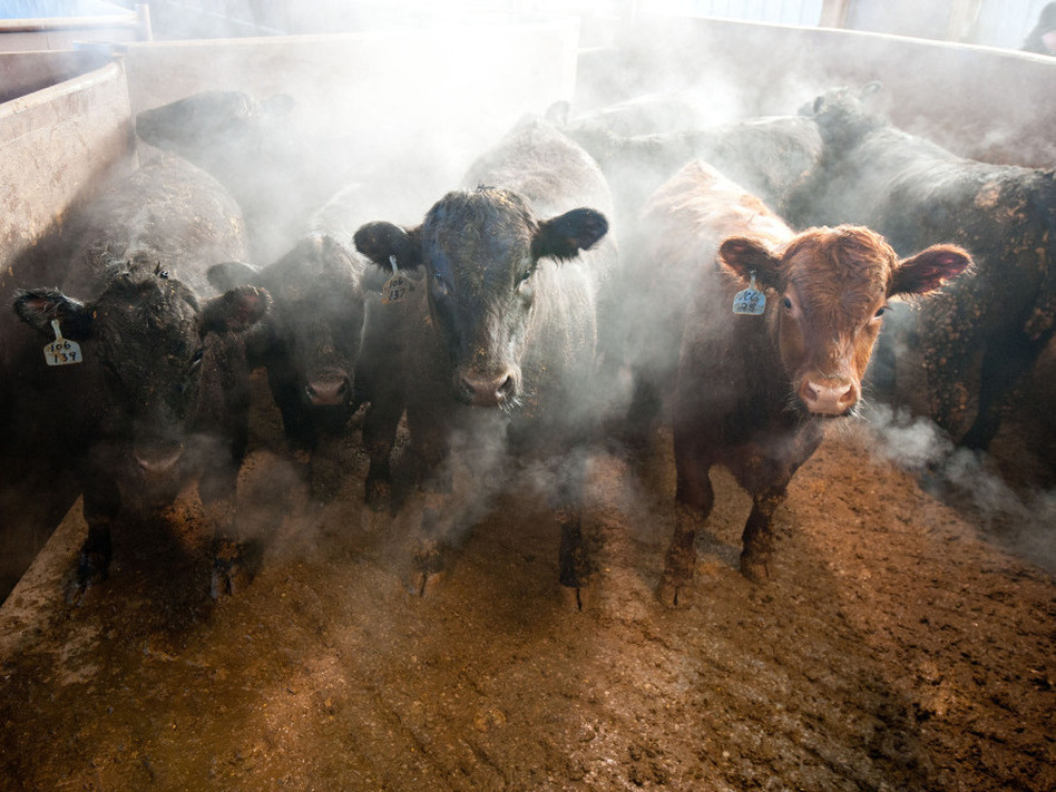 Beef cattle stand in a barn on the Larson Farms feedlot in Maple Park, Ill. (DANIEL ACKER/Landov)