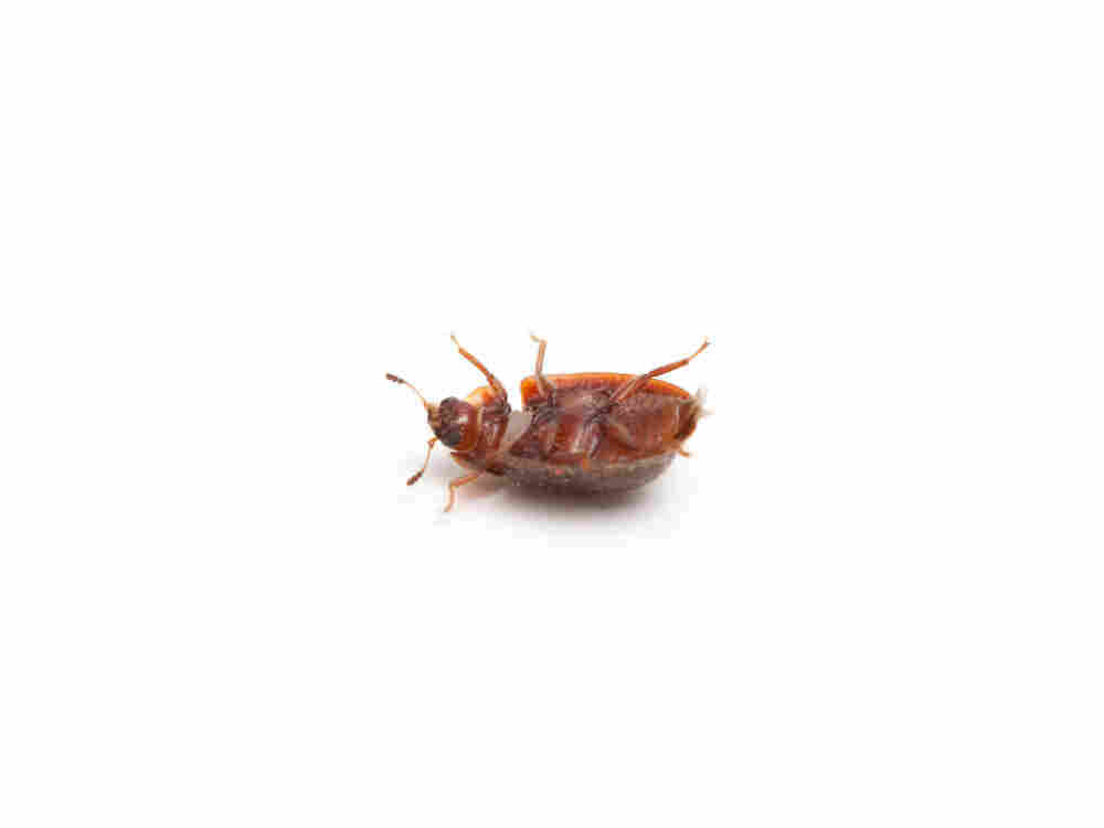 A beetle