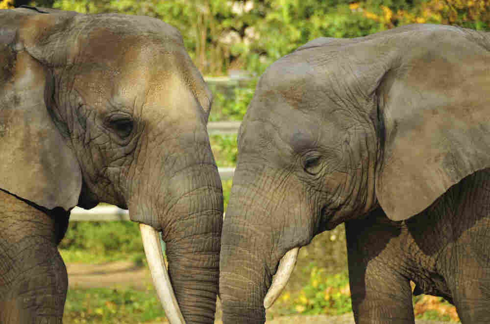 Elephants.