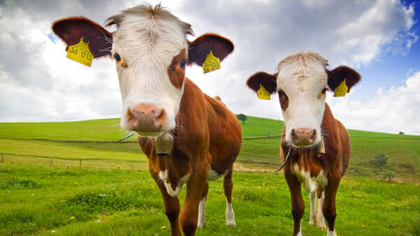 Dairy Products And Jazz? Odd June Holidays