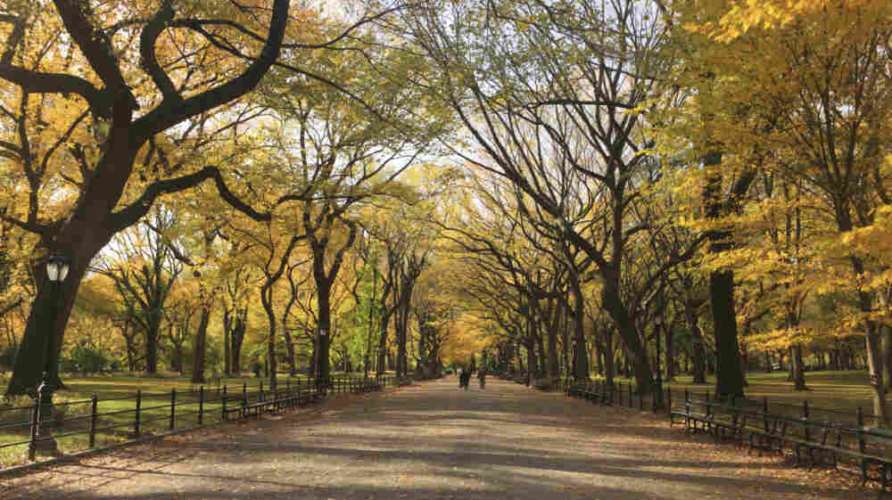 Autumn in Central Park.