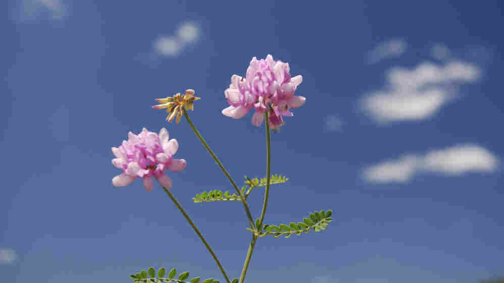 Flowers.