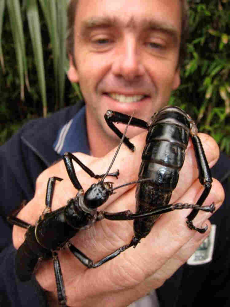 Patrick Honan holds two of the rare Lord Howe Island stick insects.