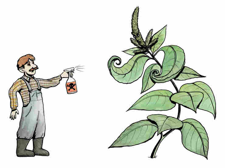 Farmers face down the threat of a pesticide-resistant species of amaranth.