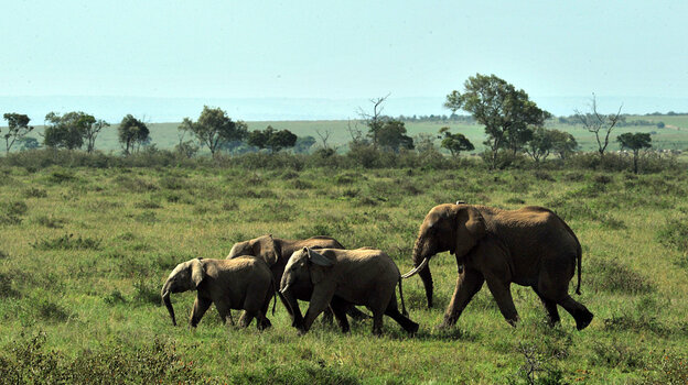 A family of elephants in Kenya's Maasai Mara game reserve. A family of elephants in Kenya's Maasai Mara game reserve.