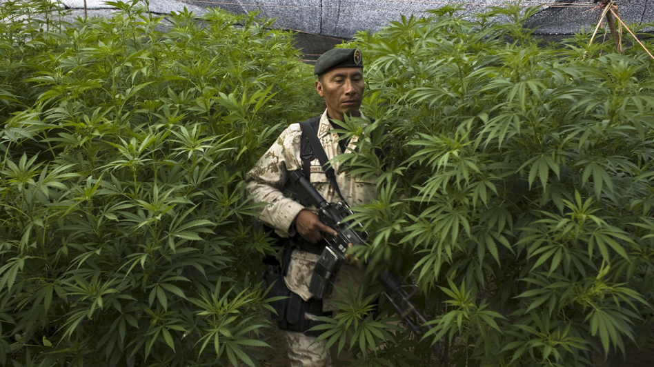 Some Latin American leaders want to talk about the possibility of legalizing some drugs, a move the U.S. strongly opposes. Here, a Mexican soldier stands guard at a huge marijuana plantation that was uncovered in San Quintin, Baja California state, near the U.S. border, last year. (Antonio Nava/AFP/Getty Images)