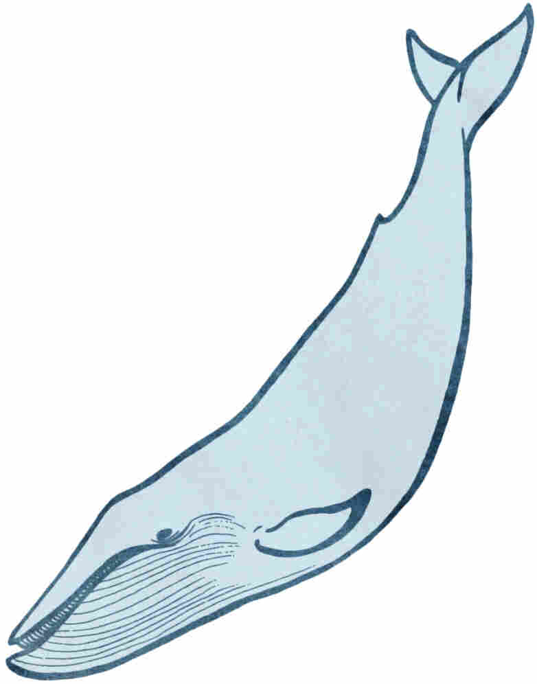 Whale 1