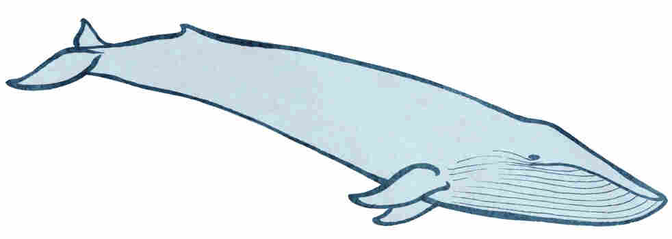 Whale 2