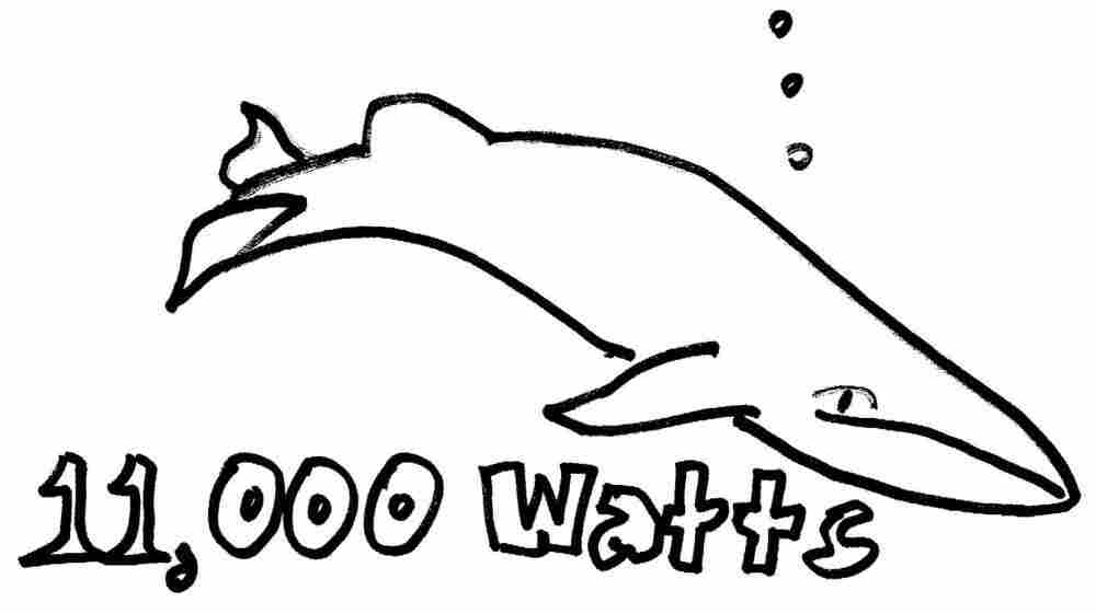 Whale