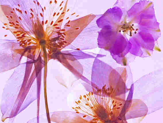 Pressed columbines.