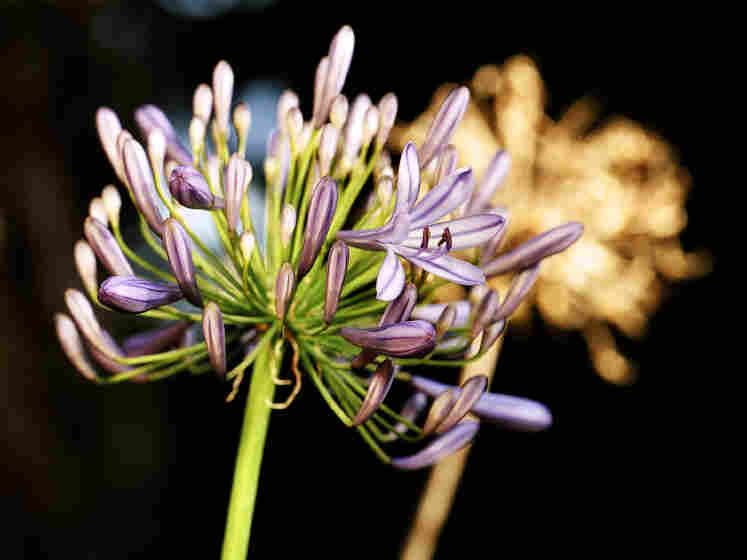 Spring flower with dead bloom