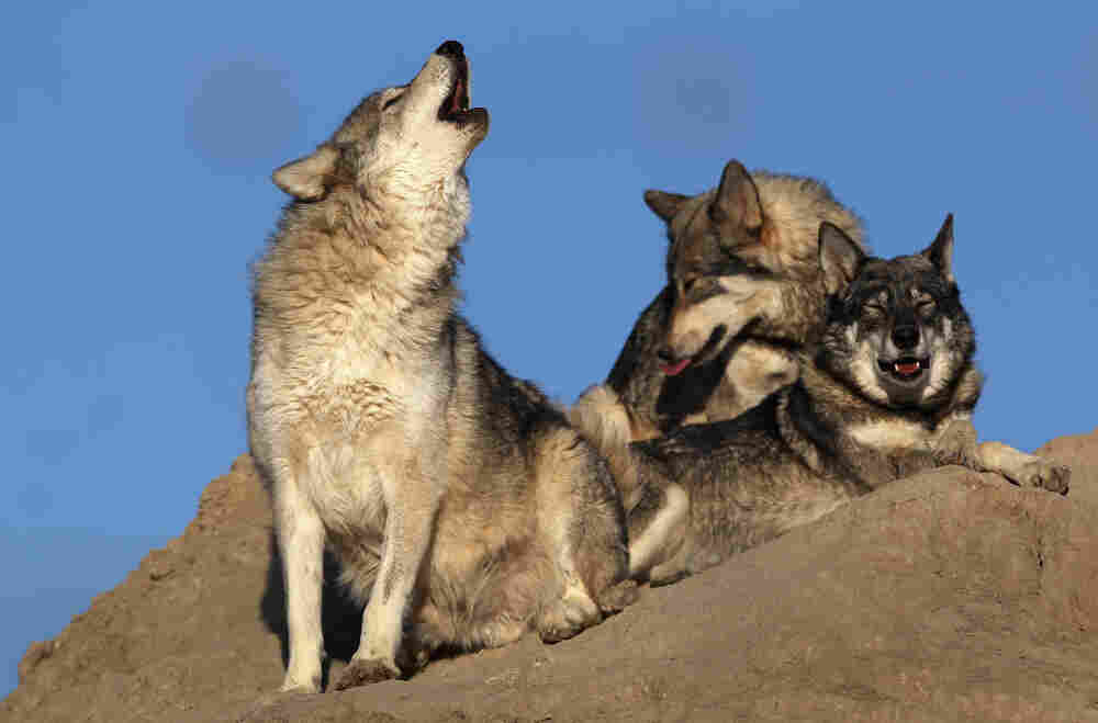 Wolves at The Wild Animal Sanctuary in Keenesburg, Colorado.
