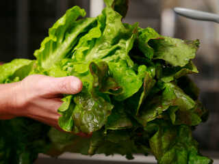 Food blogger Molly Wizenberg recommends washing your lettuce and storing it in paper towels as soon as you bring it home from the store.