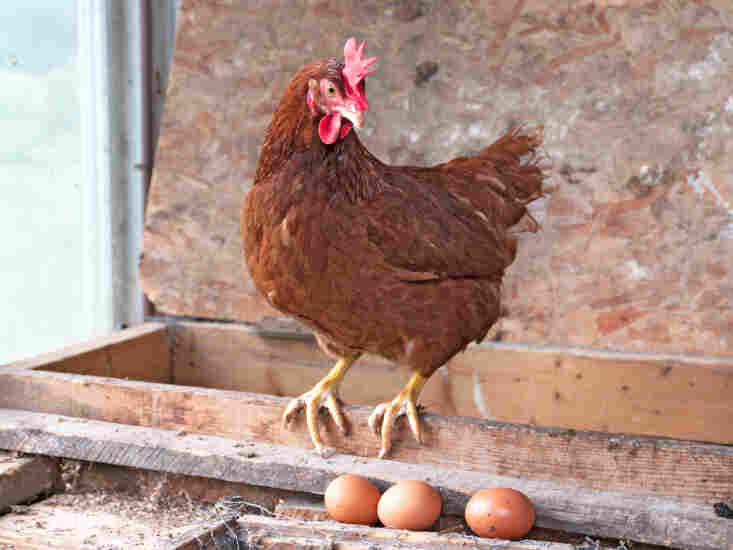 Hen.