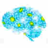 Our Buggy Brain