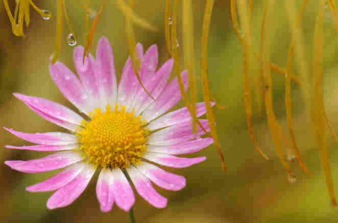 A flower from the Hudson River Greenway at 91st St. and Riverside Dr. in New York City