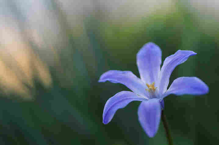 A flower from the Hudson River Greenway at 91st St. and Riverside Dr. in New York City
