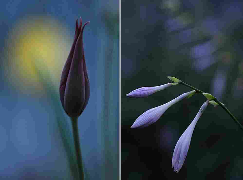 Flowers at dusk