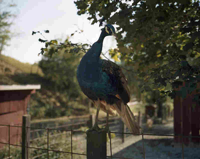 The Visual South, Part III Tourist Towns The Picture Show NPR