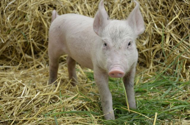 Treat Them, Don't Eat Them? Hospital Treats Farm Animal 'Victims' : 13. ...