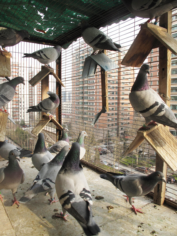 The Price Of A Swift Pigeon Try 328 000 Npr