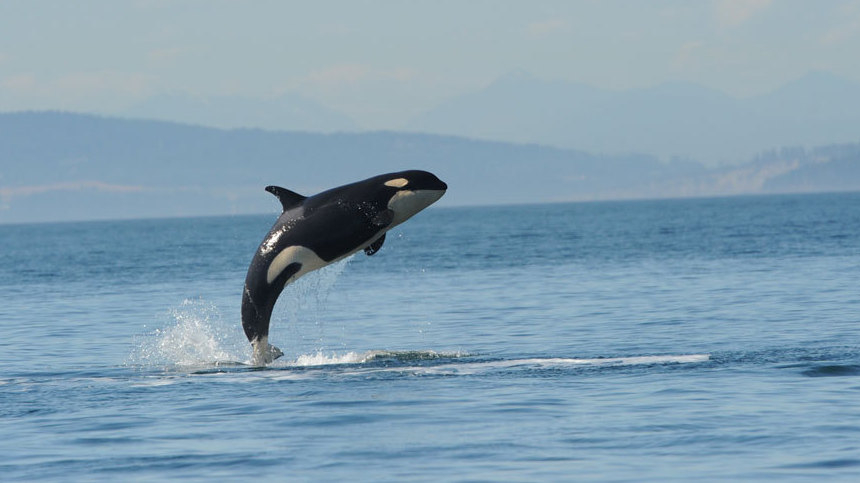 What Killed Orca Victoria? Some Point To Naval Tests : NPR