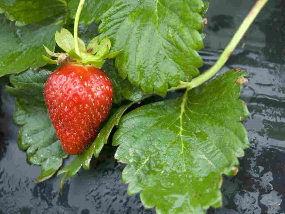 strawberry