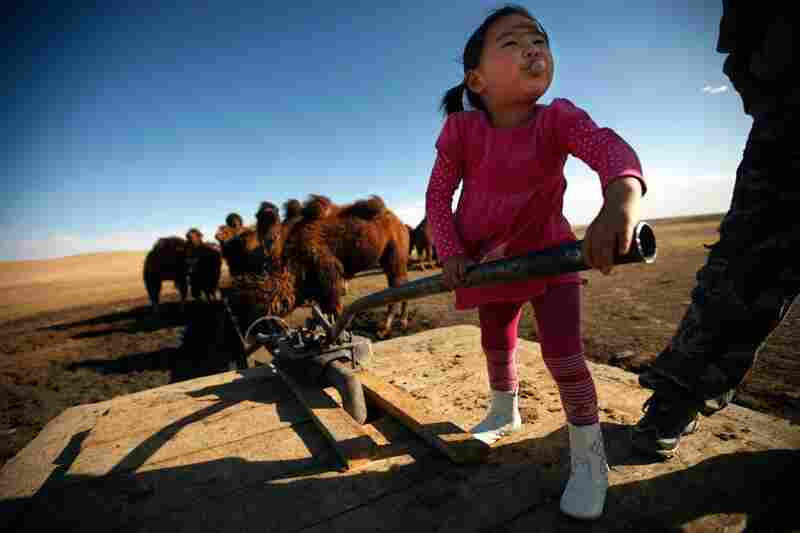 Amin-Erdene Galkhuu pumps well water to her family's Bactrian camels in Mongolia's South Gobi region. Herders and mining firms both need water in this arid area.