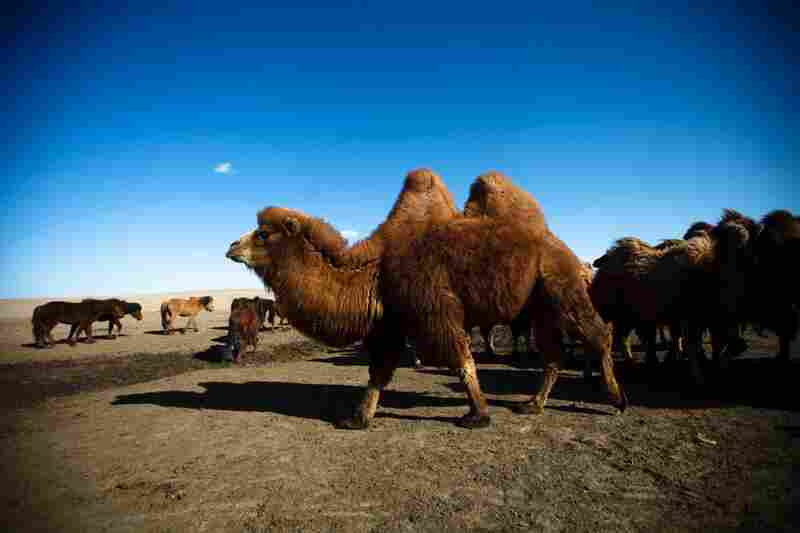 South Gobi is made up mostly of herders who graze their animals in this arid land. The herders fear too much water will be lost to mining.