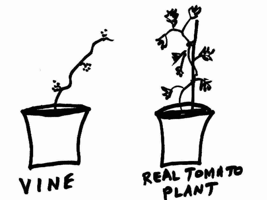 Plant 2a