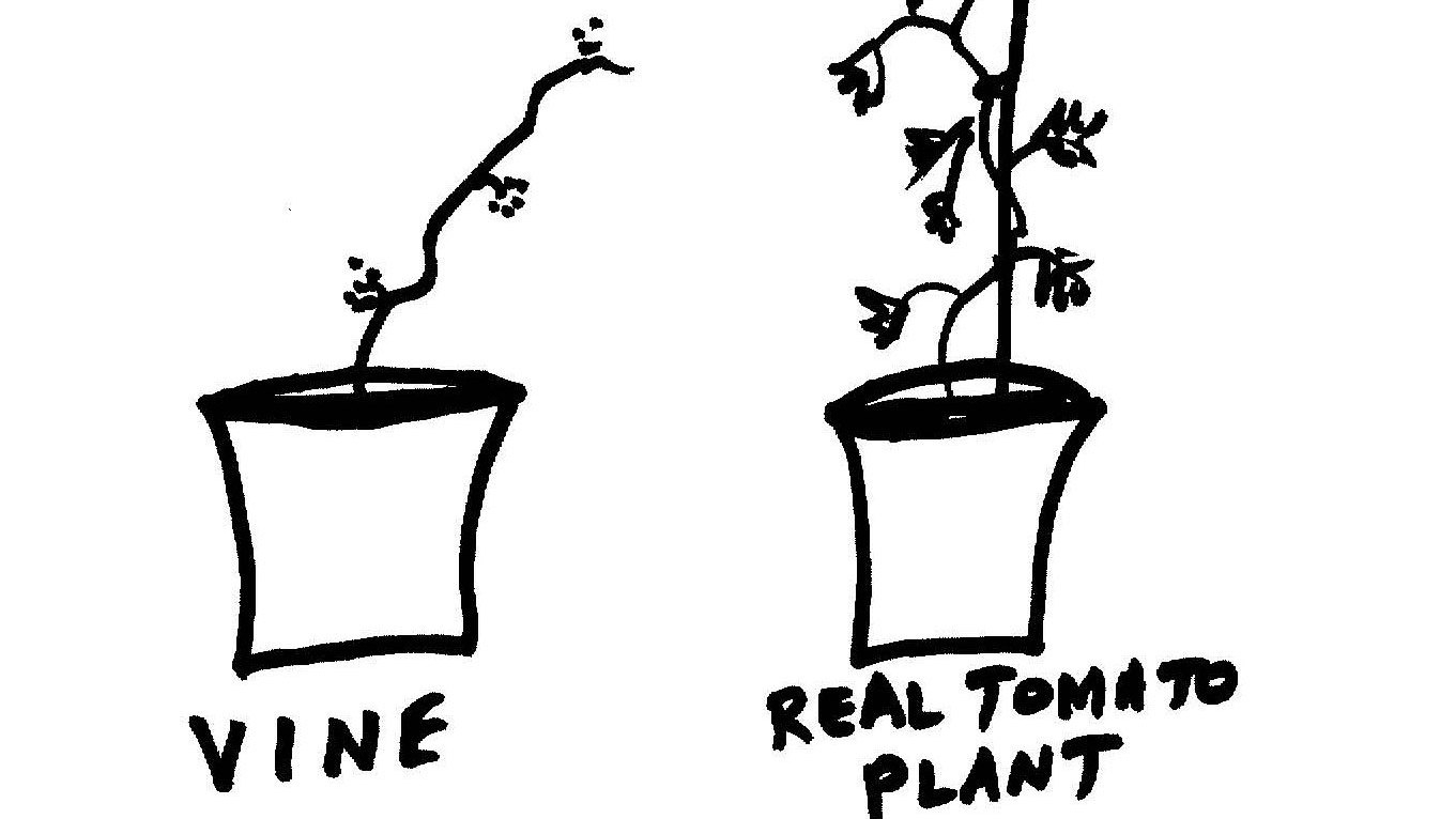 Can Plants Smell Other Plants? Apparently They Can Krulwich Wonders