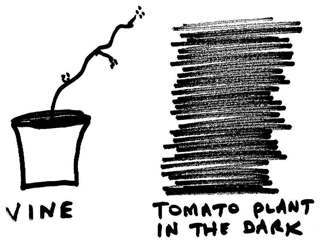 Can Plants Smell Other Plants? Apparently They Can Krulwich Wonders