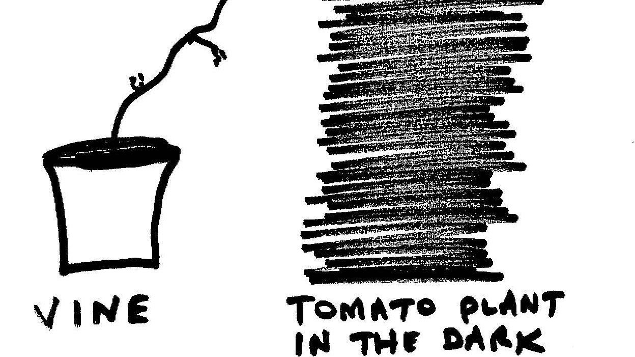 Can Plants Smell Other Plants? Apparently They Can Krulwich Wonders... NPR