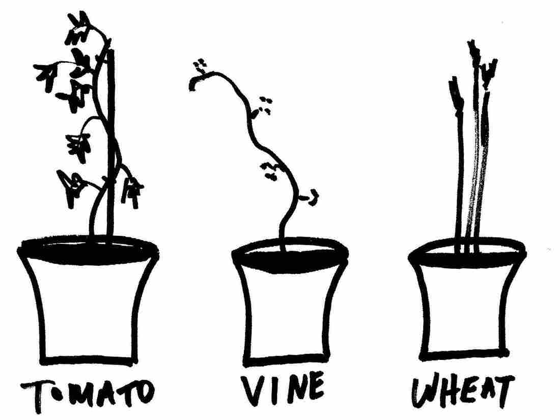 Plant 5