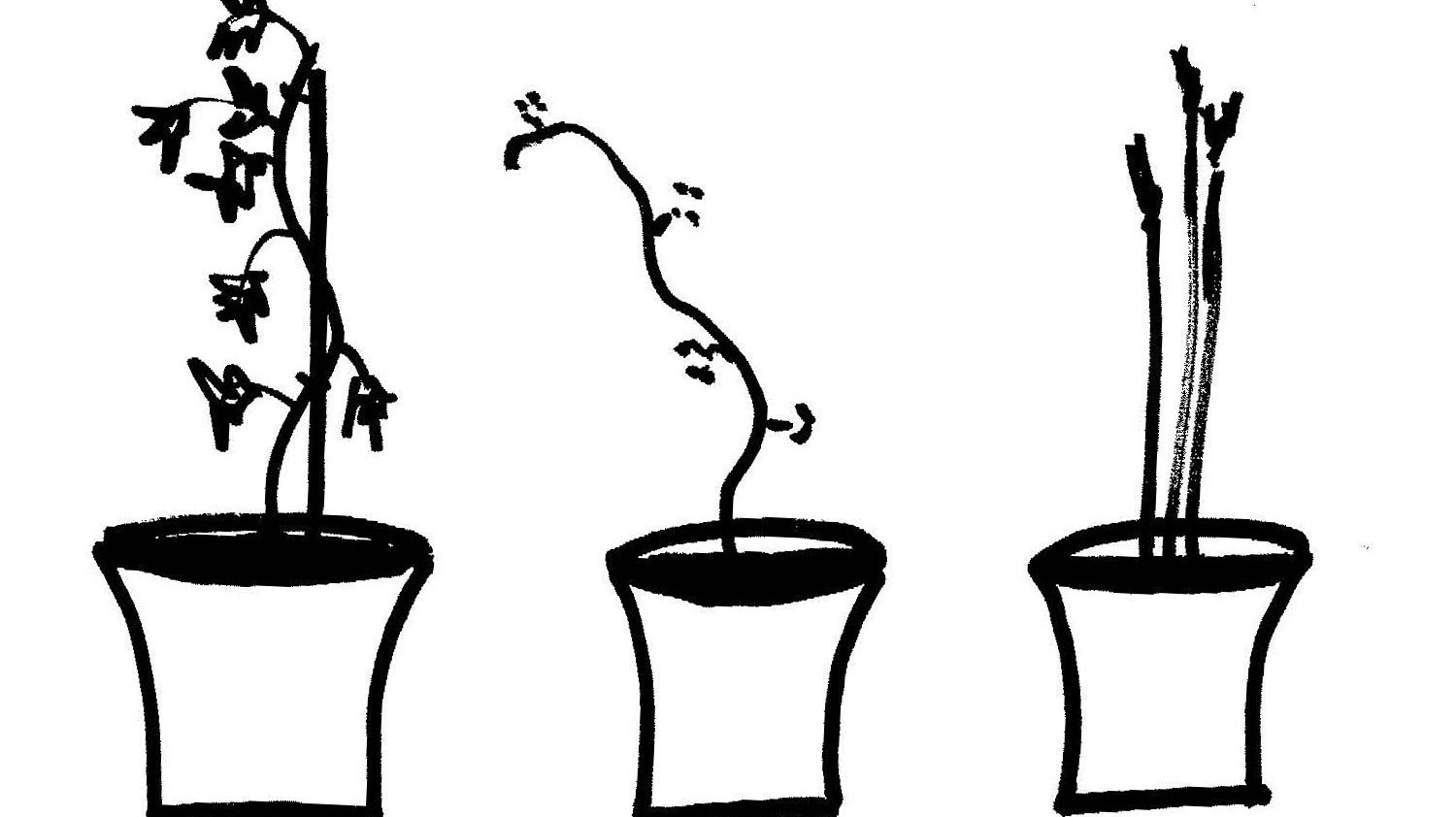 Can Plants Smell Other Plants? Apparently They Can Krulwich Wonders